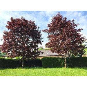 Javor mliečny (Acer platanoides) ´FAASSEN´S BLACK´ - výška 260-290 cm, obvod kmeňa 6/8 cm, kont. C18L